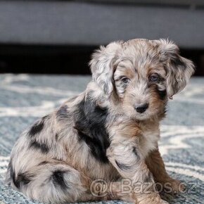 Poptávám štěně Mini Aussiedoodle / Bordoodle