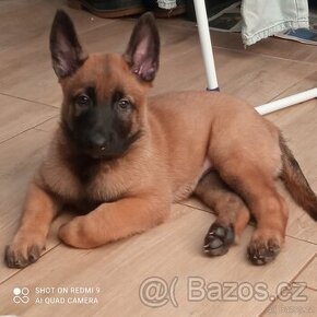 Belgický Ovčák Malinois