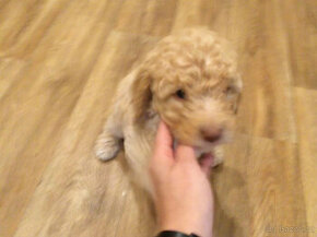 Lagotto Romagnolo x labrador