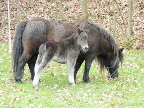 Shetland pony s PP