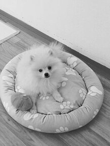 Pomeranian