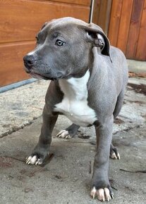 American bully s PP (Luna)