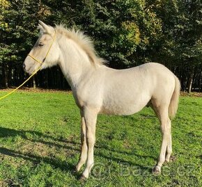 Letošní welsh part bred hřebeček