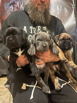 Štěňata Cane Corso s pp FCI k rezervaci