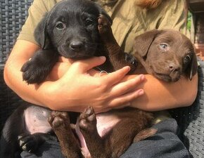 štěňata labrador odběru ihned