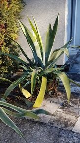 Agave