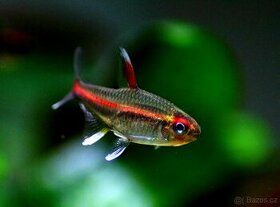 Tetra žhavá ( Hemigrammus erythrozonus) - 1