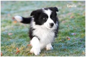 Border Collie, Border Kolia s PP FCI