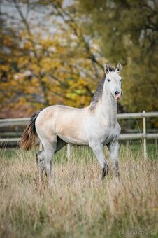 TOP Lusitano klisna