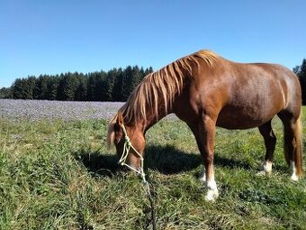 Welsh cob part-bred