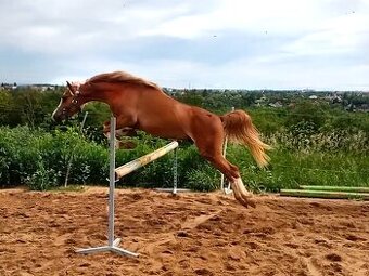 Welsh pony do sportu