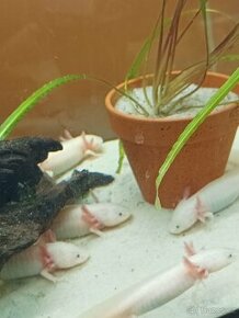 Axolotl mexický - 1