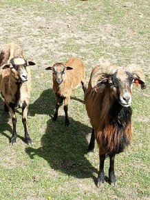 Ovce Kamerunské jehnata - 1