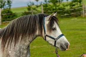 4-letá welsh mountain pony klisna