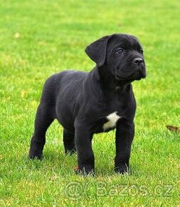 Sháním štěně Cane Corso .