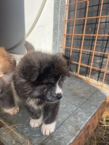 Akita inu štěňata