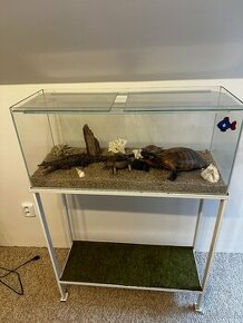 Akvárium - terárium, preparovaný krokodýl, želva a další