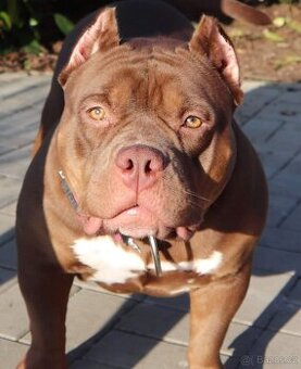 American Bully pocket TOP linie ABKC registrace