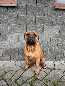 Bullmastiff