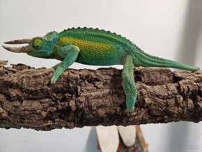 Chameleon jacksonův - 1