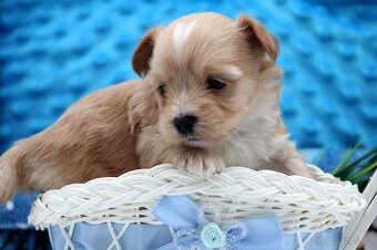 golddust yorkshire terrier s PP