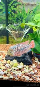 Flowerhorn Cichlid - 1