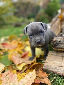 American Bully XL