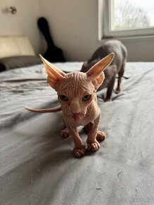 Kanadský Sphynx koťata