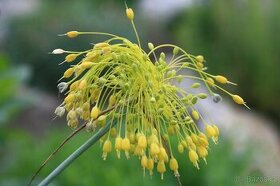 Česnek žlutý- Allium flavum 1g  50Kč - 1