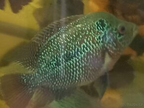 Flowerhorn