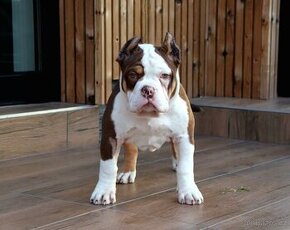 American bully pocket ABKC