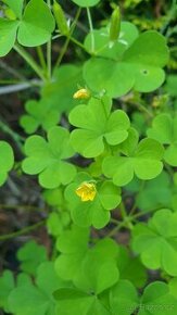 Oxalis - 1