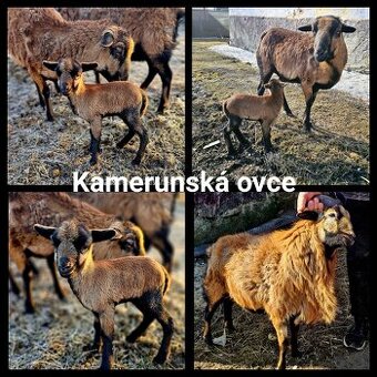 Kamuranské ovce