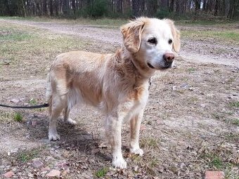 MEGGIE K ADOPCI - něžná, přátelská mazlinka