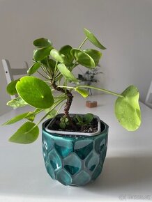 Pilea, Chinese money plant, palačinková rostlina