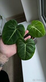 Philodendron Gloriosum