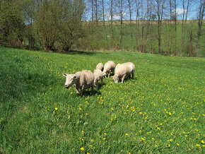 Jehnička s jehnětem Texel