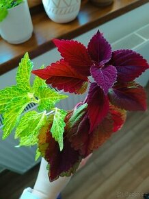 Africká kopřiva, Coleus