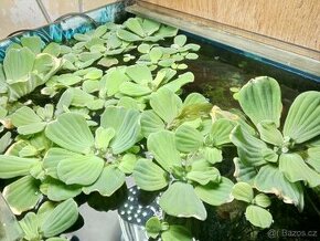 Pistia stratiotes Babelka řezanovitá