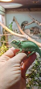 Chameleon Obecný - 1