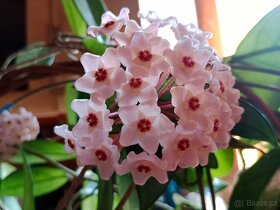 Hoya carnosa