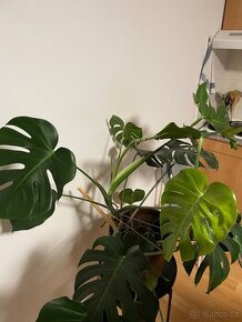 Monstera deliciosa - 1