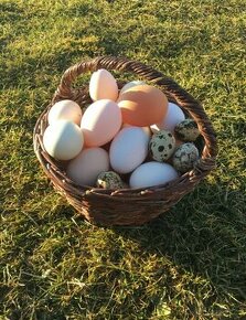 Domácí  vajíčka