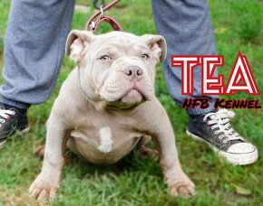 Štěňátka American Bully Pocket Exotic Top Krevní linie - 1