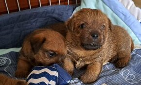 prodám štene norfolk terrier s PP