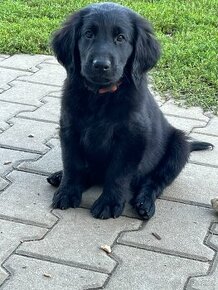 Flat coated retriever s PP černý kluk