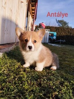 Welsh corgi pembroke - 1