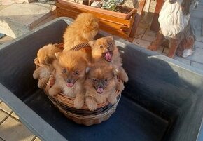 Pomeranian