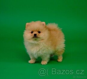 Pomeranian / BOO / Pomerian s PP