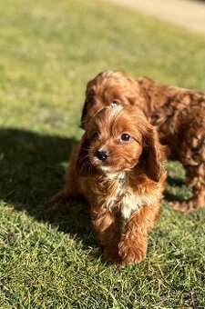 Cavapoo - 1